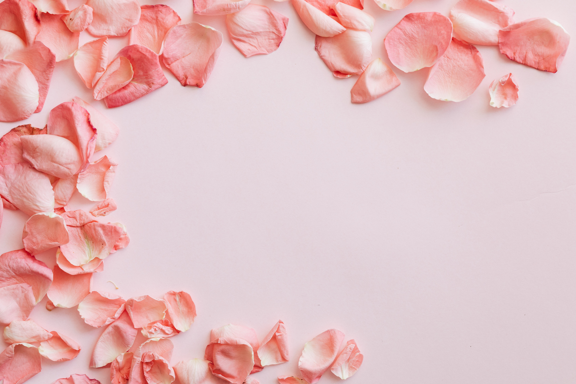 Pink Rose Petals on Pink Surface