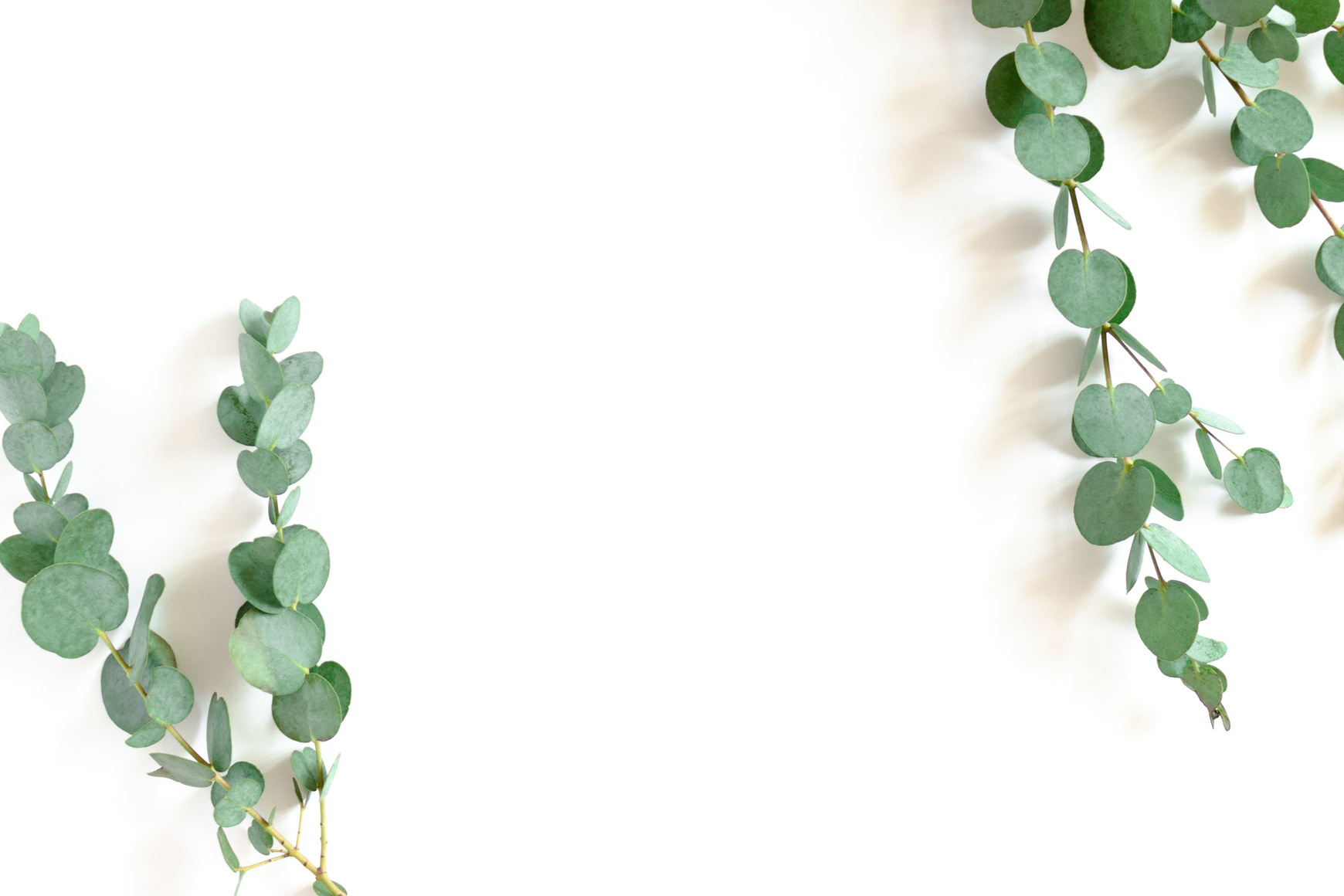 Eucalyptus Leaves on White Background